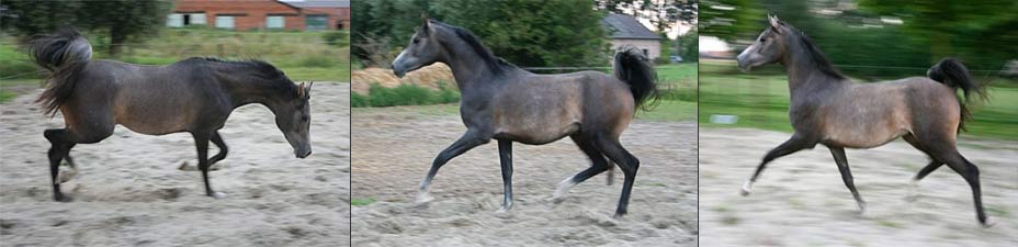 Quorem, standing at stud with Heidi Rottieres