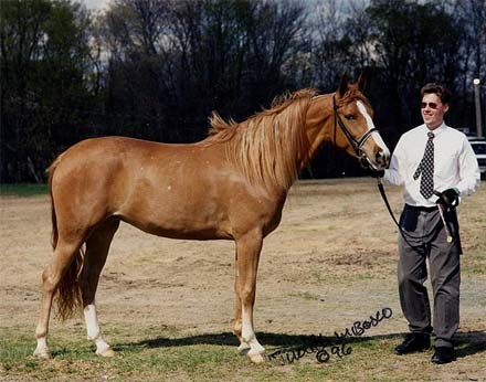 Rob Crimmins and Tancerka