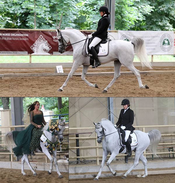 Al Khattar W'rasn at the Austrian World Dressage Championships, June 2014