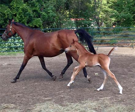 Taratantara with her filly