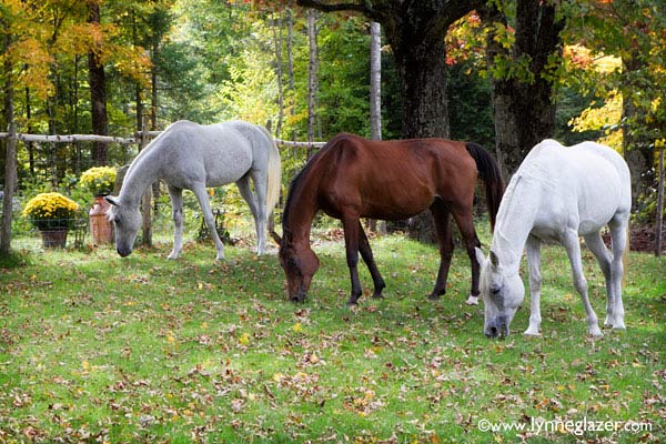 Three mares on lawn