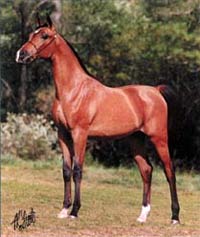 II Damb Much, as a yearling in halter